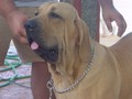 In Memorian - Fila Brasileiro Dourado - Canil Singular - Mont